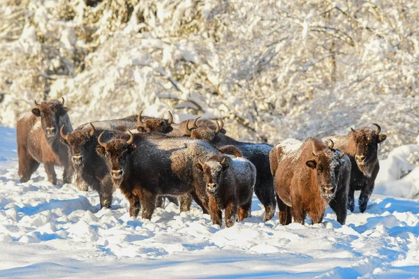 Wisent / European bison (Bison bonasus) in the meadow. Bieszczady Mountains. Poland.