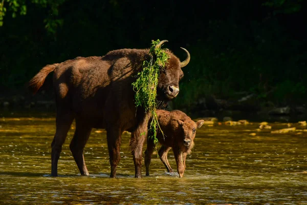Wisent Európai Bölény Bison Bonasus Vízben San Folyó Bieszczady Hegység — Stock Fotó