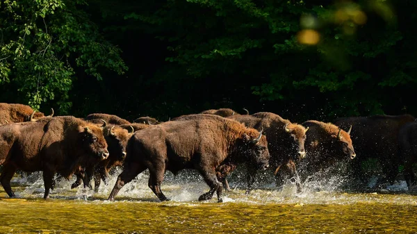 Bisonte Sabedoria Europeu Bison Bonasus Água San River Montanhas Bieszczady — Fotografia de Stock