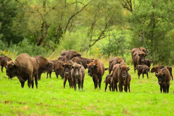 Wisents Bison Bonasus Meadow Bieszczady Mountains Poland — Stock Photo, Image