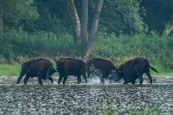 Wisents Bison Bonasus Dans Rivière San Les Monts Bieszczady Pologne — Photo