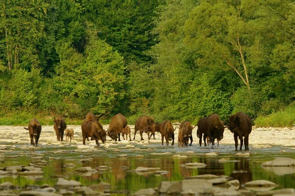 Sabedoria Bison Bonasus Rio San Montanhas Bieszczady Polónia — Fotografia de Stock