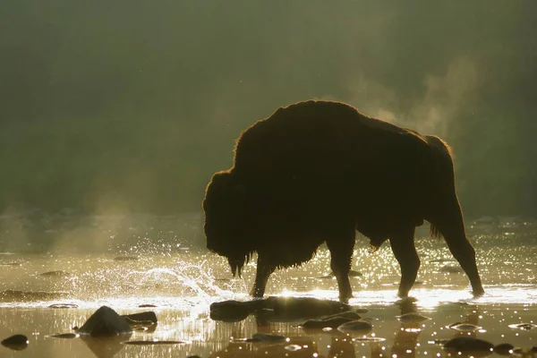 Silhouette Bisons Européens Bison Bonasus Lever Soleil Les Monts Bieszczady — Photo