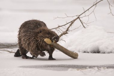Kunduz / Castor lif on Ice buz üstünde