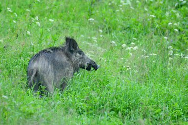 Çayır üzerinde yaban domuzu (Sus scrofa)