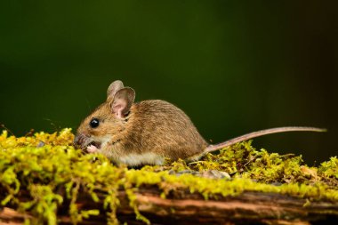 Sarı boyunlu fare / Apodemus flavicollis