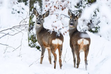 Karaca (Capreolus capreolus) ormanın içinde. Bieszczady Dağlar.
