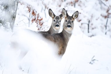 Karaca (Capreolus capreolus) ormanın içinde. Bieszczady Dağlar.