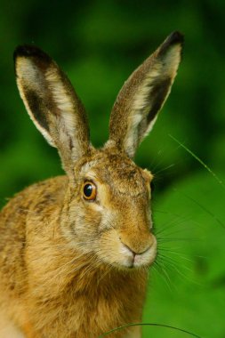 Hare / tavşan europaeus çimenlerin üzerinde
