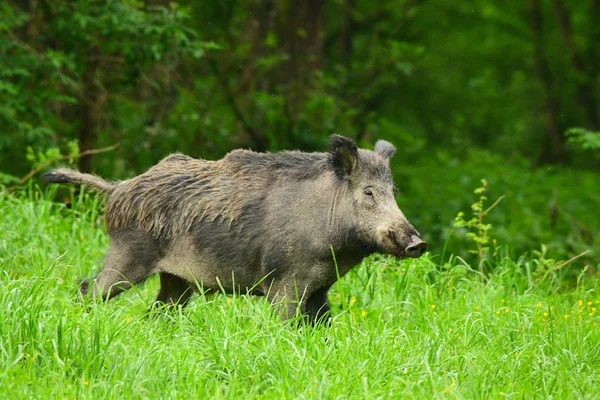 Wildschweine Sus Scrofa Auf Der Wiese — Stockfoto