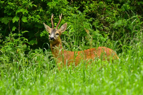 Caprioli Capreolus Capreolus Sul Prato — Foto Stock