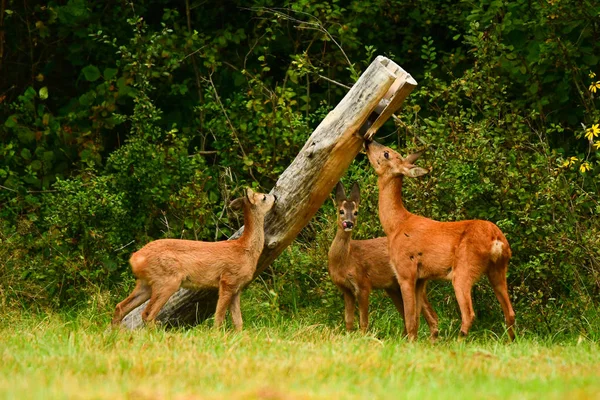 Karaca Capreolus Capreolus Çayır Üzerinde — Stok fotoğraf