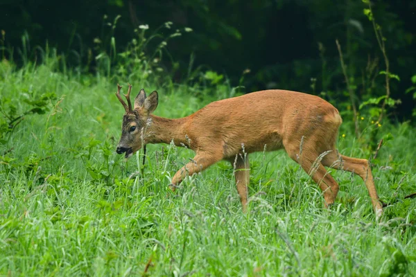 Cervo Roe Capreolus Capreolus Prado — Fotografia de Stock