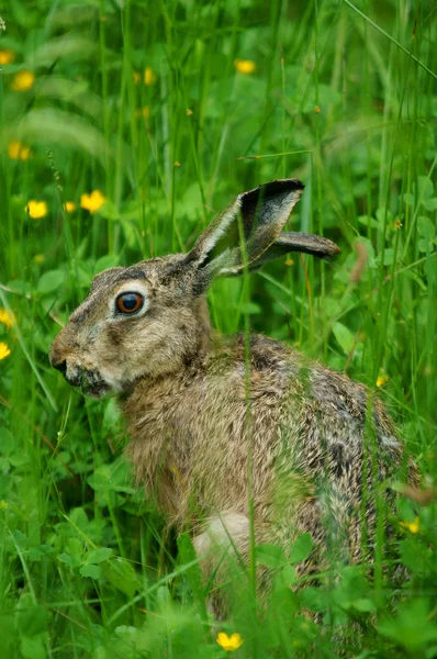 Hare Lepus Europaeus Grass — Stock Photo, Image