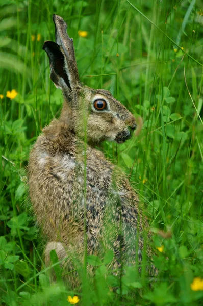 Hare Lepus Europaeus Gräs — Stockfoto