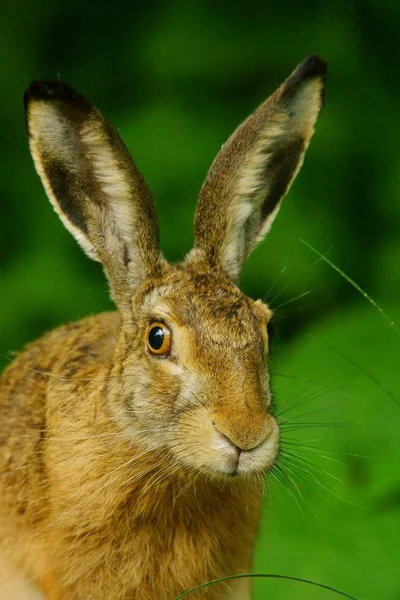 Hare Tavşan Europaeus Çimenlerin Üzerinde — Stok fotoğraf