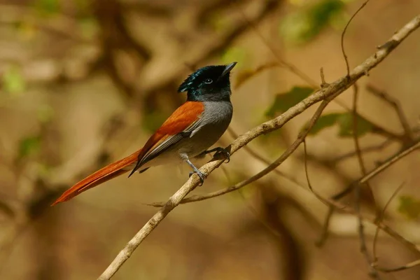 Afrikanischer Paradiesschnäpper Terpsiphone Viridis — Stockfoto