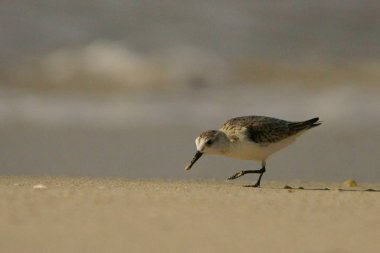 Sanderling / Calidris alba. Umman