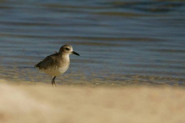 Su besleme kuş. Gri cılıbıt / Pluvialis squatarola