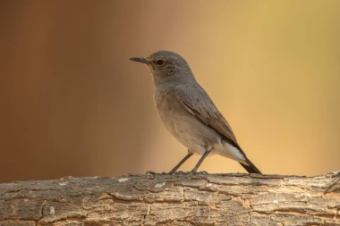 Tek tip bir arka plan üzerinde kuş. Karakuyruk / Oenanthe melanura