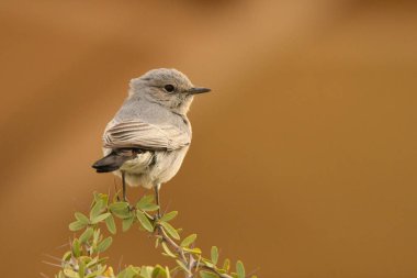 Tek tip bir arka plan üzerinde kuş. Karakuyruk / Oenanthe melanura