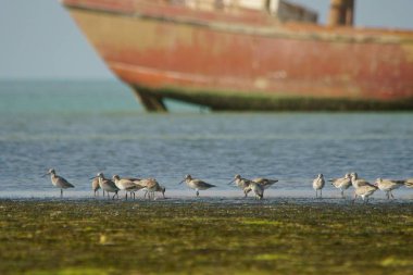 Bar kuyruklu çulluğu / Limosa lapponica