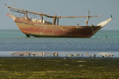 Bar kuyruklu çulluğu / Limosa lapponica