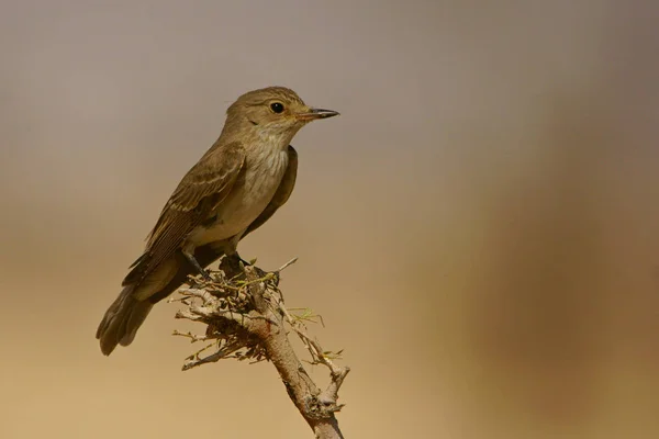 Pássaro Ramo Fundo Sólido Apanhador Moscas Muscicapa Striata — Fotografia de Stock