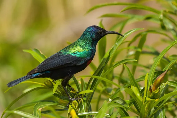Vackra Färgglada Fågel Grön Bakgrund Lysande Sunbird Cinnyris Habessinicus — Stockfoto