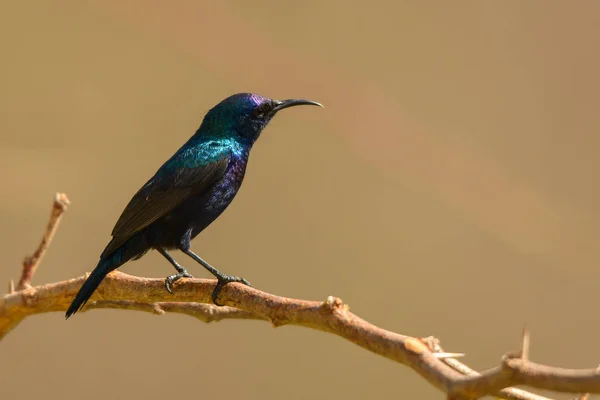 Palestiner Sonnenvogel Cinnyris Osea — Stockfoto