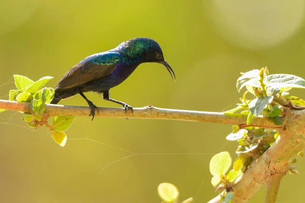 Vacker Färgglad Fågel Grön Bakgrund Palestina Sunbird Cinnyris Osea — Stockfoto