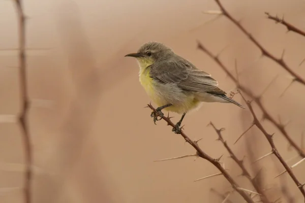 Nilo Vale Sunbird Hedydipna Metallica — Fotografia de Stock