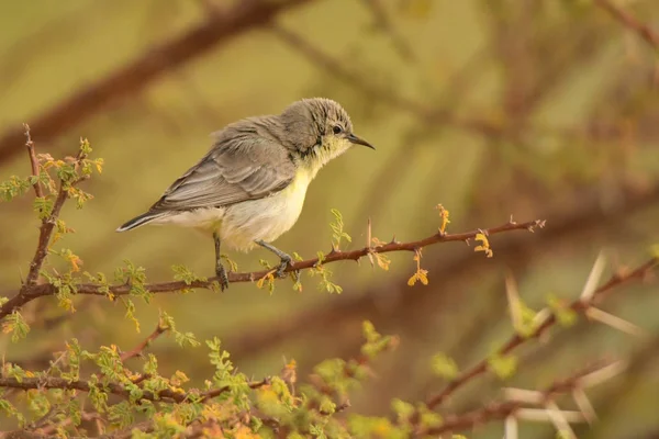 Nile Valley Sunbird Hedydipna Metallica — Stock Photo, Image