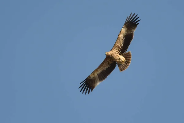 Vogel Vliegt Tegen Hemel Keizerarend Aquila Heliaca — Stockfoto