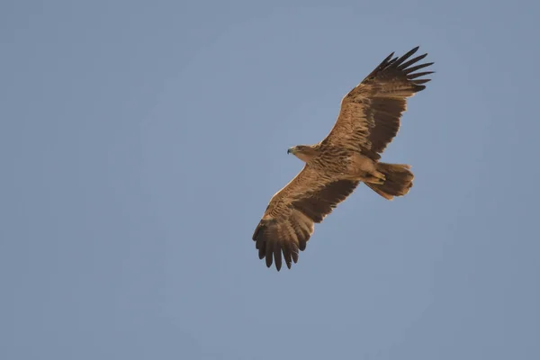 Eastern Imperial Eagle Aquila Heliaca — Stock Photo, Image
