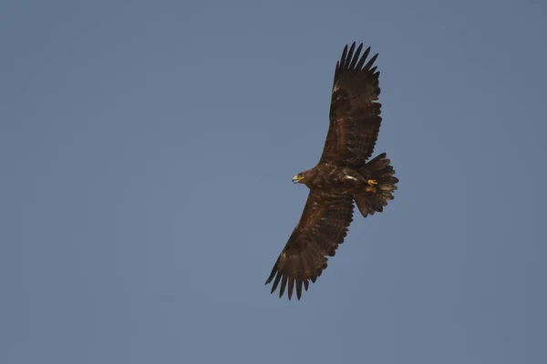 Silhouet Van Een Roofvogel Aanboord Steppe Eagle Aquila Nipalensis — Stockfoto