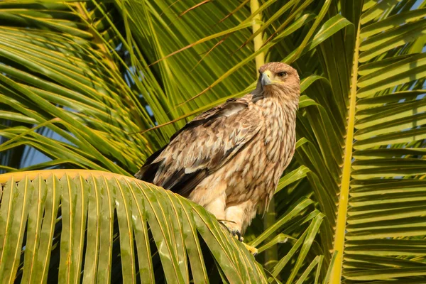 Oiseau Est Assis Sur Palmier Aigle Impérial Est Aquila Heliaca — Photo