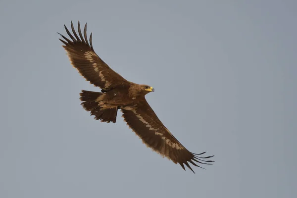 Oiseau Vole Contre Ciel Aigle Steppe Aquila Nipalensis — Photo