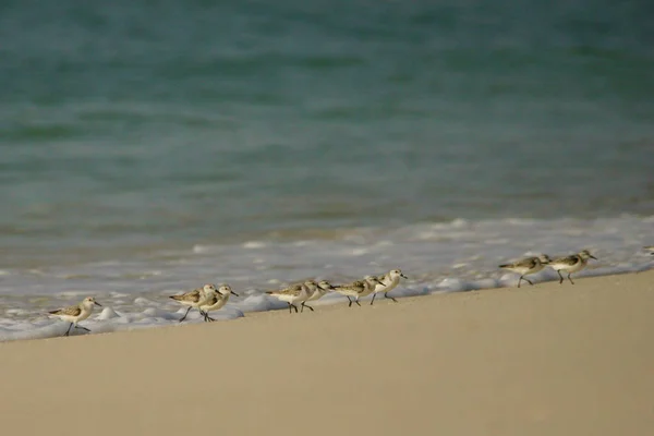 Sanderlin Calidris Alba — 图库照片