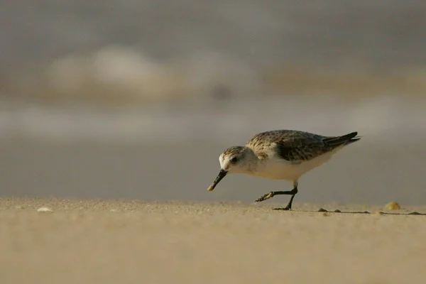 Σάντερλινγκ Calidris Alba Ομάν — Φωτογραφία Αρχείου