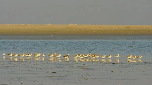 Drieteenstrandloper Calidris Alba Oman — Stockfoto