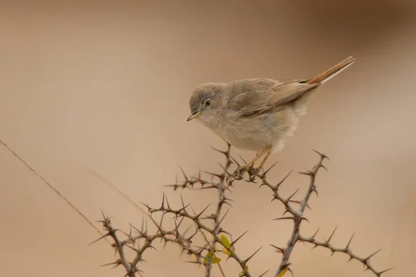 Ein Vogel Auf Einem Dornigen Busch Asiatische Wüstengrasmücke Curruca Nana — Stockfoto