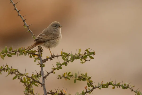 Pájaro Arbusto Espinoso Desierto Asiático Warbler Curruca Nana — Foto de Stock