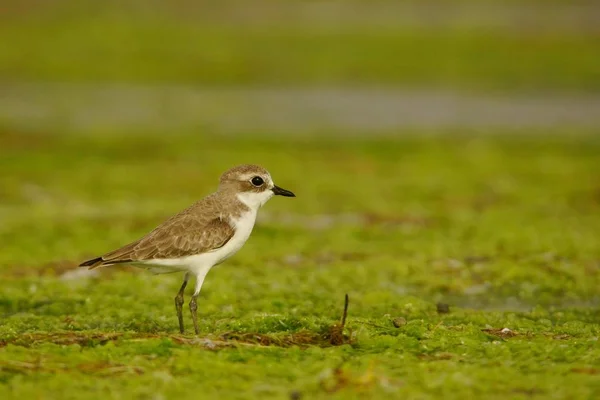 Pássaro Caminha Sobre Algas Verdes Menor Amante Areia Charadrius Mongolus — Fotografia de Stock