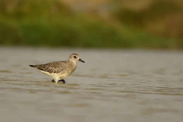 Nourriture Des Oiseaux Dans Eau Pluvier Gris Pluvialis Squatarola — Photo