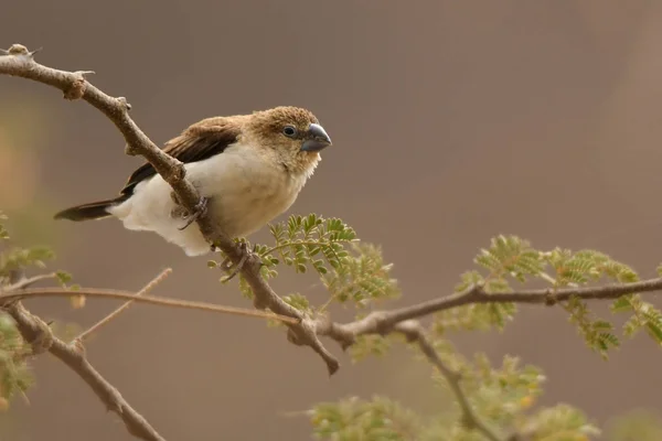 Silverbill Euodice Cantões Africanos — Fotografia de Stock