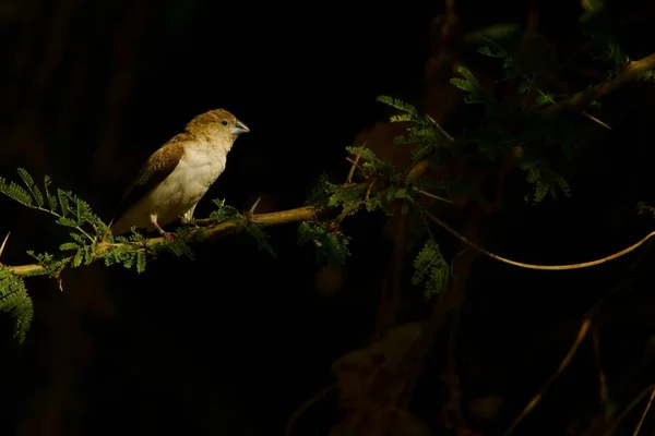 African Silverbill Euodice Cantans — стокове фото