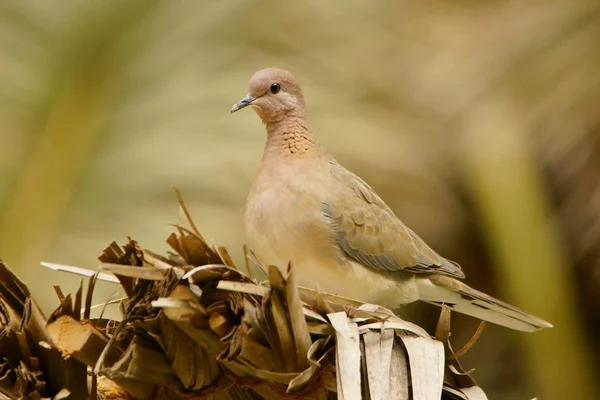 Смеющийся Голубь Streptopelia Senegalensis — стоковое фото