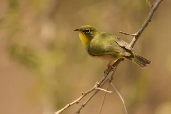 Rueppell Weaver Ploceus Galbula — Stok fotoğraf