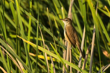 Kuş reed üzerinde duruyor. Koparan kamışçın / kuş türü stentoreus